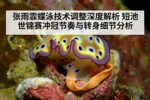 张雨霏蝶泳技术调整深度解析 短池世锦赛冲冠节奏与转身细节分析